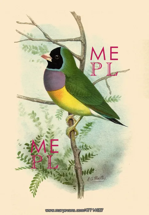  : Lady Gold Finch