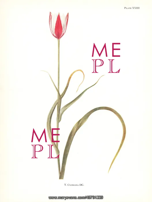 : Lady tulip, Tulipa clusiana : Lady tulip, Tulipa clusiana