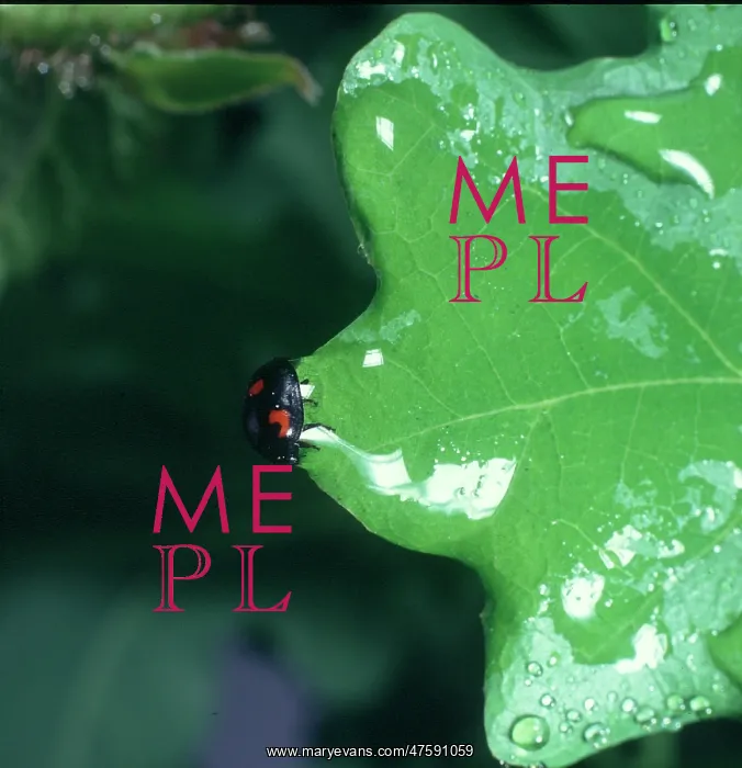 : Ladybird. A waterlogged ladybird on the edge of a leaf, unable to move until droplet dries : Ladybird. A waterlogged ladybird on the edge of a leaf, unable to move until droplet dries