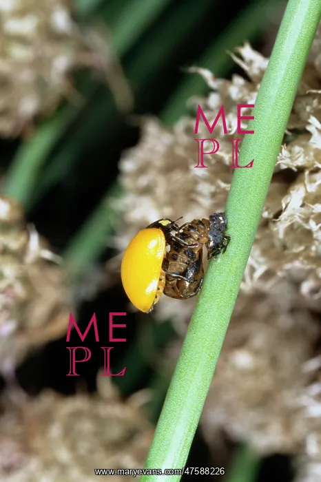 : Ladybird just emerged from its pupa case : Ladybird just emerged from its pupa case