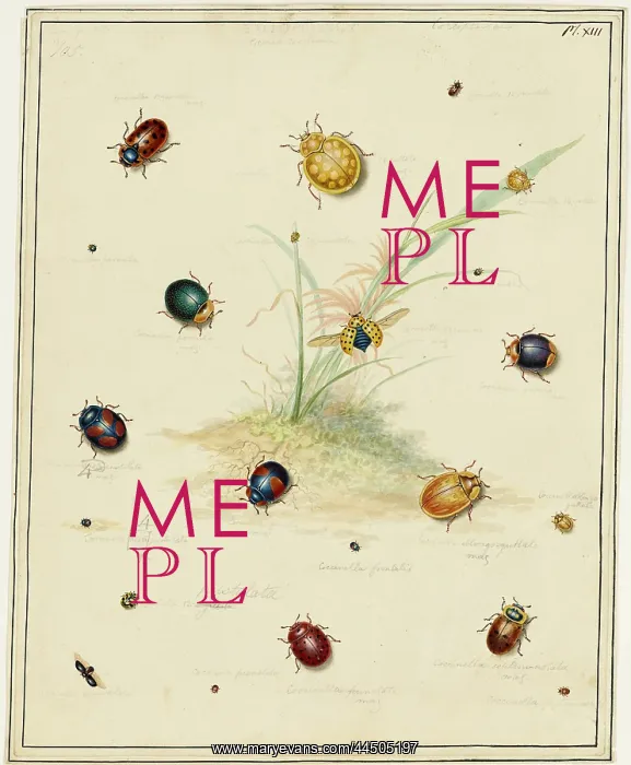 : Ladybirds by Edward Donovan (1768 - 1837), artist : Ladybirds by Edward Donovan (1768 - 1837), artist