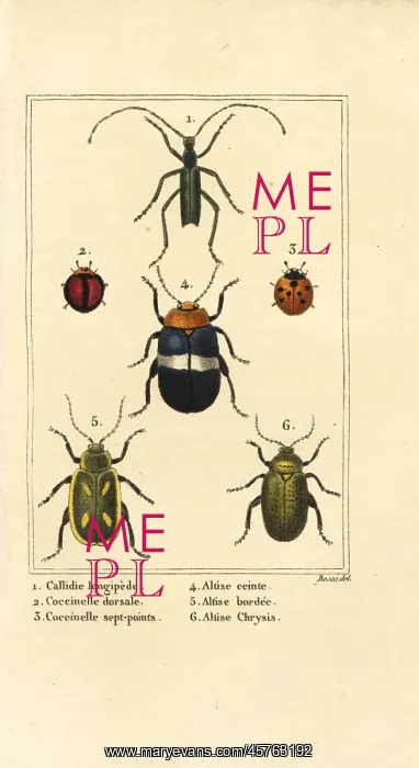 : Ladybirds and flea beetles : Ladybirds and flea beetles