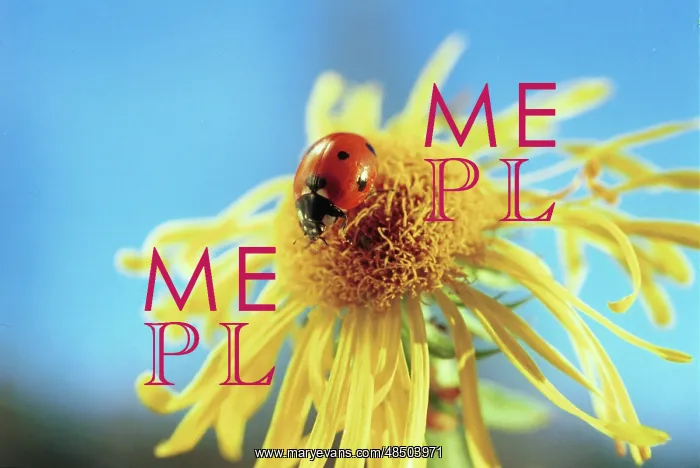 : Ladybug on Flower, 1994 : Ladybug on Flower, 1994