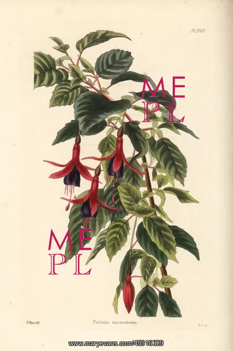 : Lady's eardrops, Fuchsia magellanica : Lady's eardrops, Fuchsia magellanica