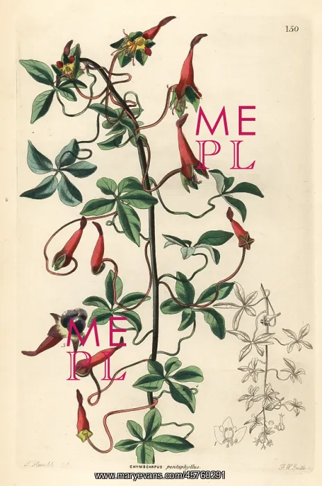 : Lady's legs, Tropaeolum pentaphyllum : Lady's legs, Tropaeolum pentaphyllum