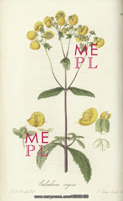 : Lady's purse, Calceolaria ascendens : Lady's purse, Calceolaria ascendens