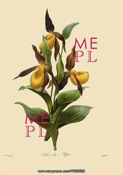 : Lady's Slipper Orchid : Lady's Slipper Orchid