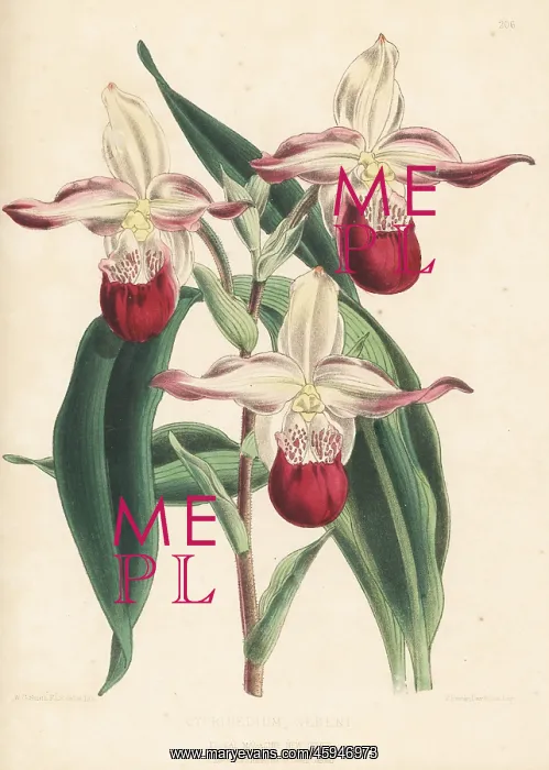 : Lady's slipper orchid, Phragmipedium E' sedenii : Lady's slipper orchid, Phragmipedium E' sedenii