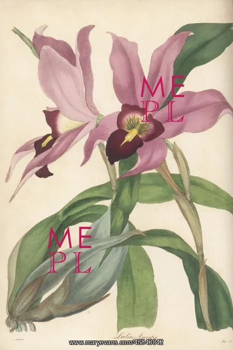 : Laelia anceps orchid : Laelia anceps orchid