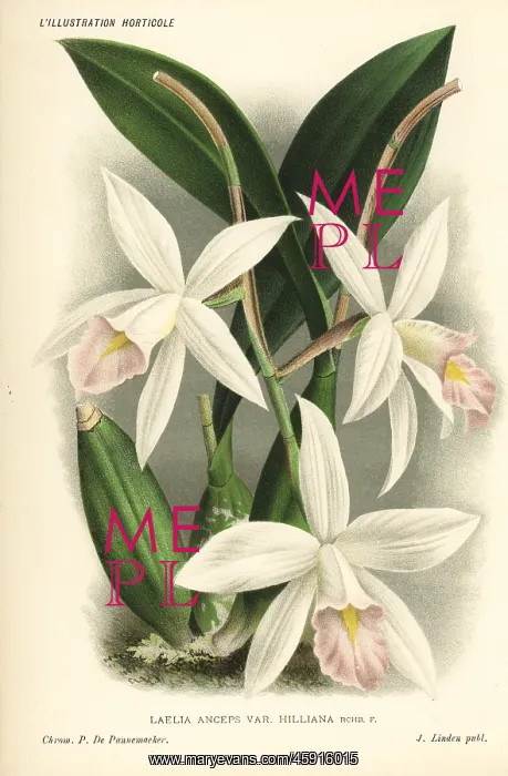 : Laelia anceps orchid : Laelia anceps orchid