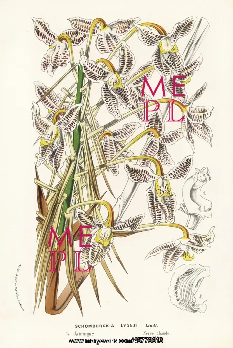 : Laelia lyonsii orchid : Laelia lyonsii orchid
