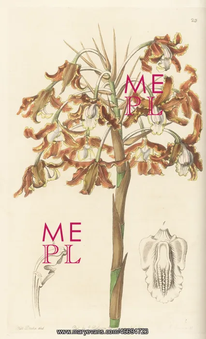 : Laelia marginata orchid : Laelia marginata orchid