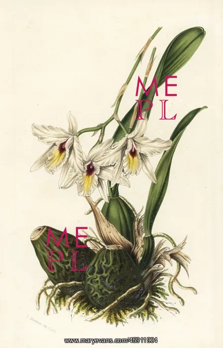 : Laelia rubescens orchid : Laelia rubescens orchid