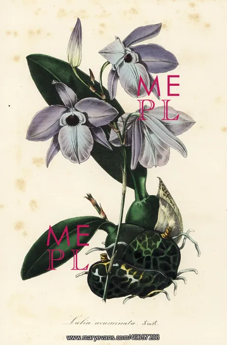 : Laelia rubescens orchid : Laelia rubescens orchid