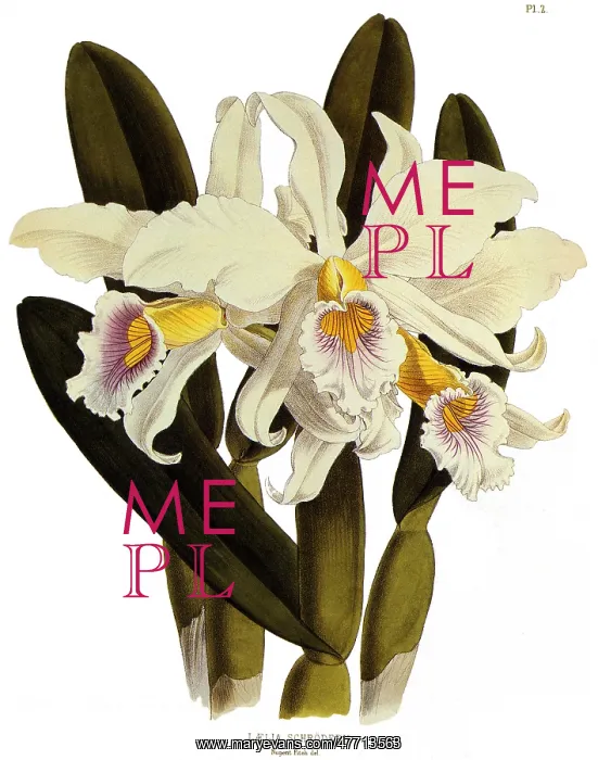  : Laelia Schroederi