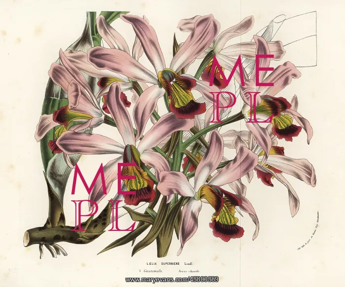 : Laelia superbiens orchid : Laelia superbiens orchid