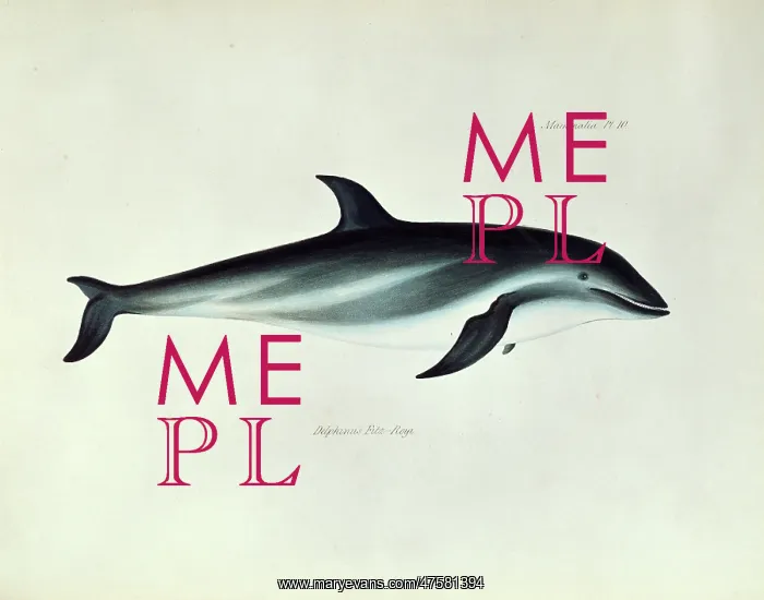 : Lagenorhynchus obscurus, dusky dolphin : Lagenorhynchus obscurus, dusky dolphin