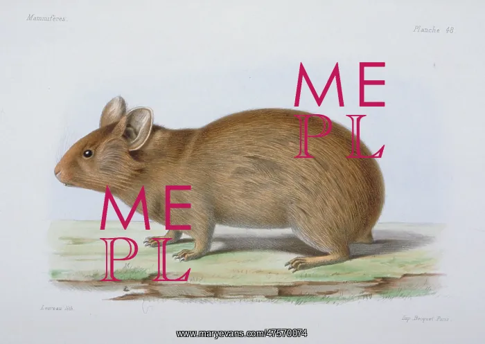 : Lagomys tibetanus : Lagomys tibetanus