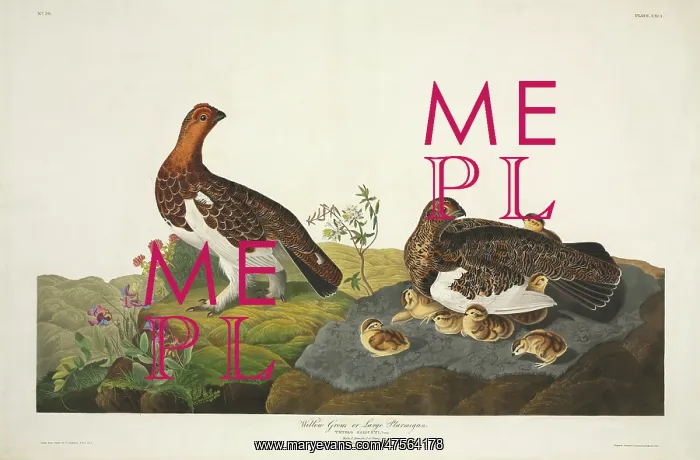: Lagopus lagopus, willow grouse : Lagopus lagopus, willow grouse