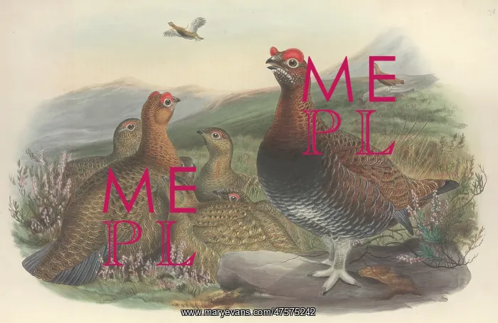 : Lagopus lagopus, willow grouse : Lagopus lagopus, willow grouse