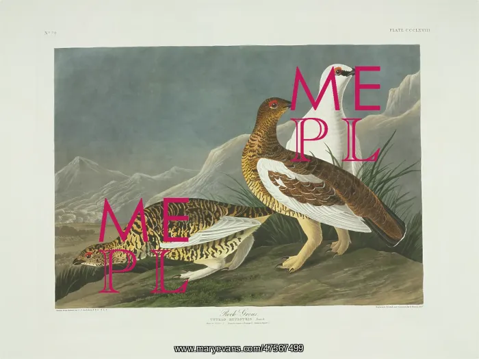 : Lagopus muta, rock ptarmigan : Lagopus muta, rock ptarmigan
