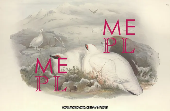 : Lagopus muta, rock ptarmigan : Lagopus muta, rock ptarmigan