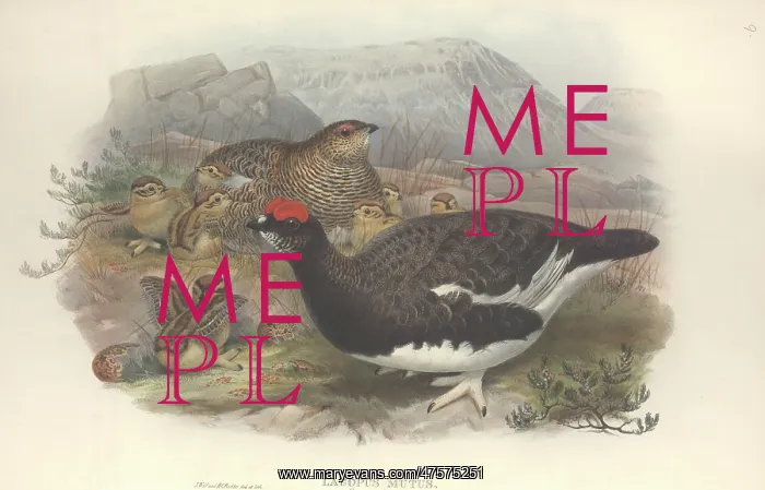 : Lagopus muta, rock ptarmigan : Lagopus muta, rock ptarmigan