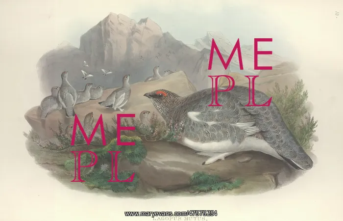 : Lagopus muta, rock ptarmigan : Lagopus muta, rock ptarmigan