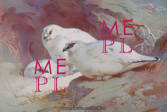 : Lagopus muta, rock ptarmigan : Lagopus muta, rock ptarmigan