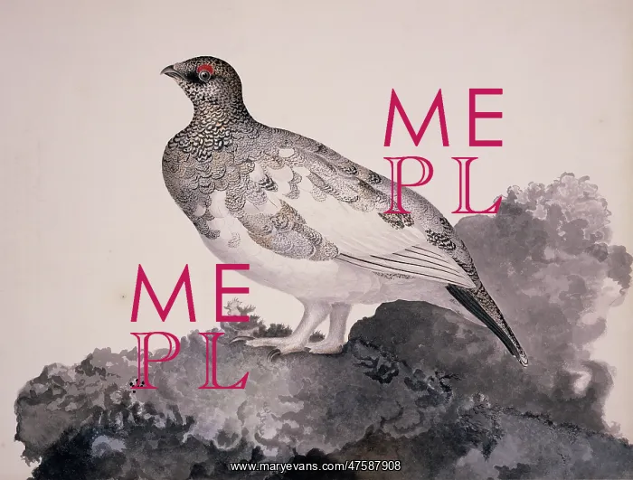 : Lagopus mutus, rock ptarmigan : Lagopus mutus, rock ptarmigan