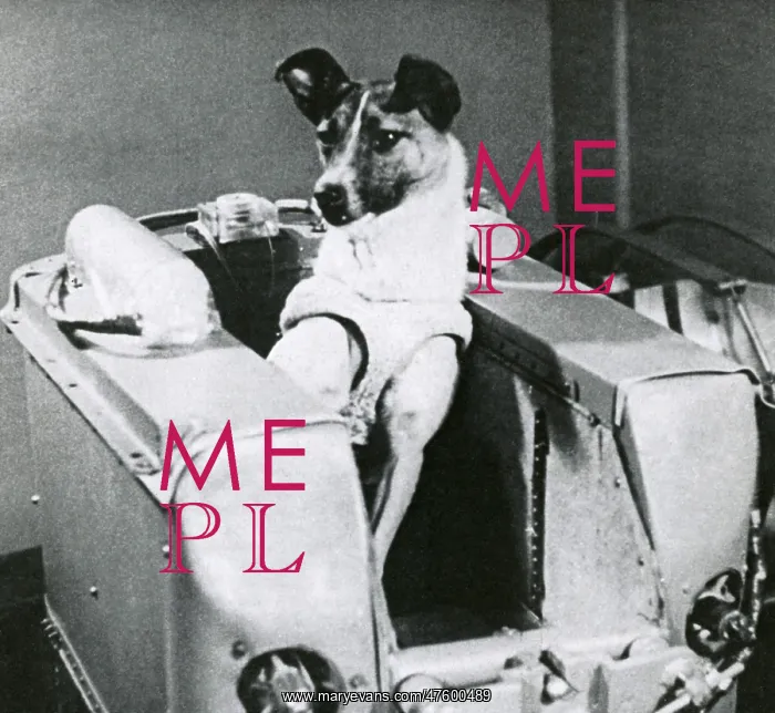 : Laika, the first canine in space, inside a mock-up of the cabin of the : Laika, the first canine in space, inside a mock-up of the cabin of the