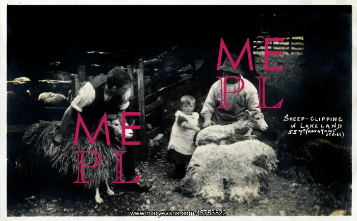  : Lake District - Sheep Shearing