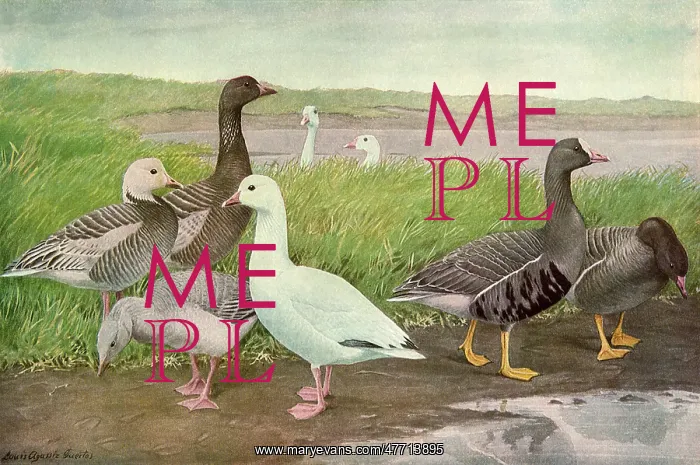  : Lakeside Geese