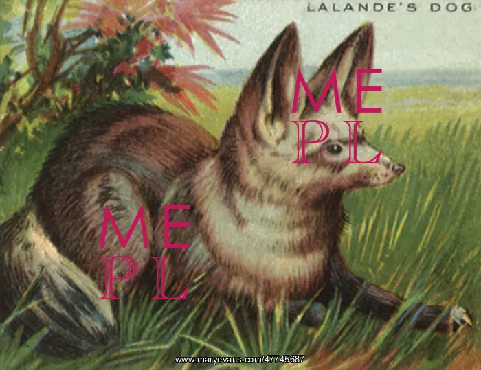  : Lalande's Dog
