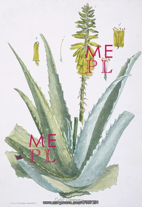 : L'aloe commun, aloe vera : L'aloe commun, aloe vera