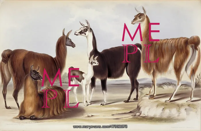 : Lama glama, llama : Lama glama, llama