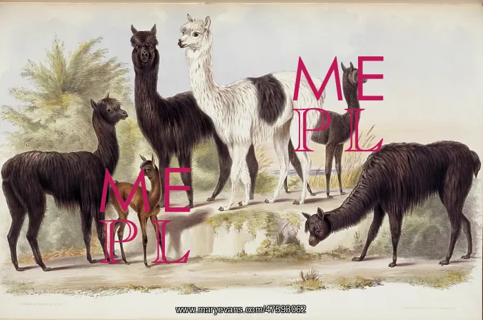 : Lama pacos, alpaca : Lama pacos, alpaca