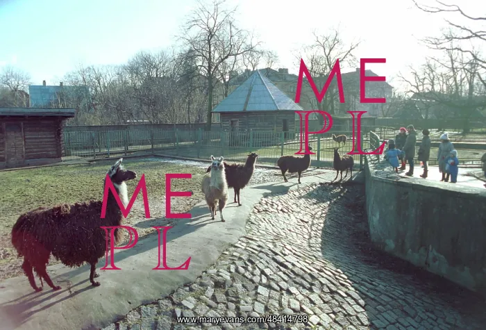 : Lamas in Kaliningrad zoo, 1995 : Lamas in Kaliningrad zoo, 1995