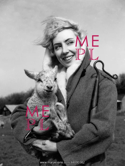 : LAMB AND SHEPHERDESS : LAMB AND SHEPHERDESS
