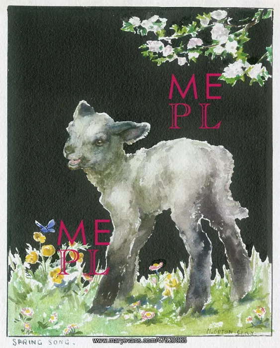 : A Lamb standing in meadow : A Lamb standing in meadow