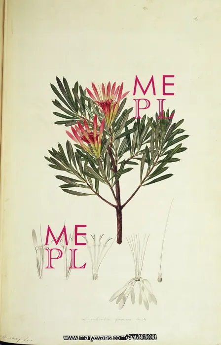 : Lambertia formosa, honey flower : Lambertia formosa, honey flower