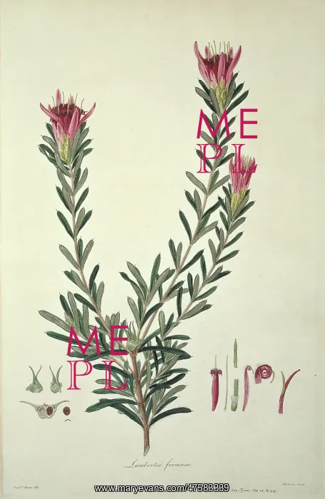 : Lambertia formosa, mountain devil : Lambertia formosa, mountain devil