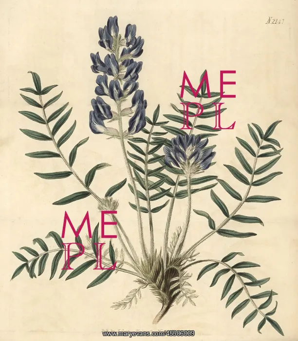 : Lambert's oxytropis, Oxytropis lamberti : Lambert's oxytropis, Oxytropis lamberti