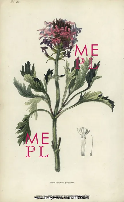 : Lambert's vervain, Verbena lamberti : Lambert's vervain, Verbena lamberti