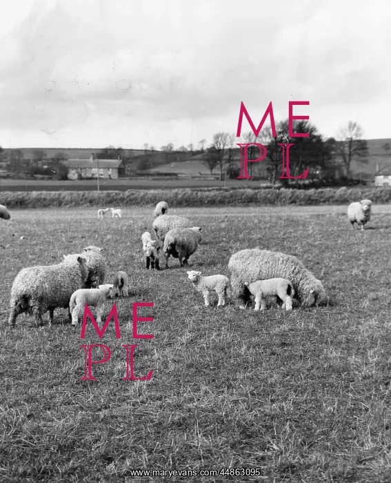 : THE LAMBING SEASON : THE LAMBING SEASON