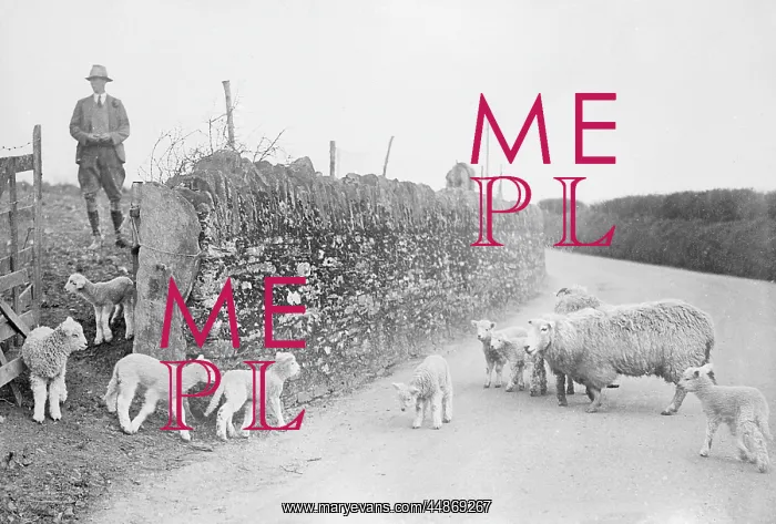 : LAMBING SEASON : LAMBING SEASON