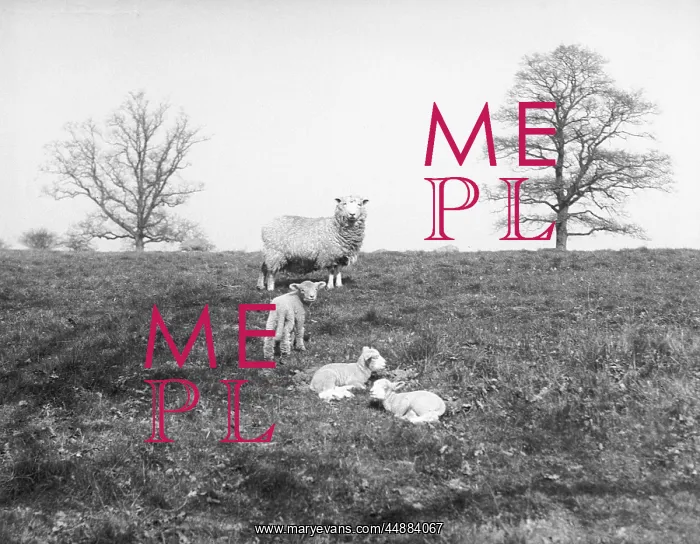 : THE LAMBING SEASON : THE LAMBING SEASON