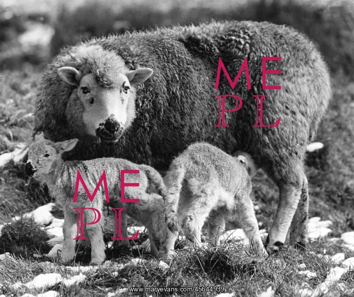 : THE LAMBING SEASON : THE LAMBING SEASON