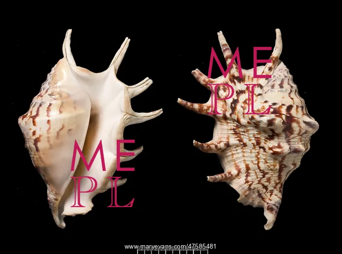 : Lambis lambis, common spider conch : Lambis lambis, common spider conch