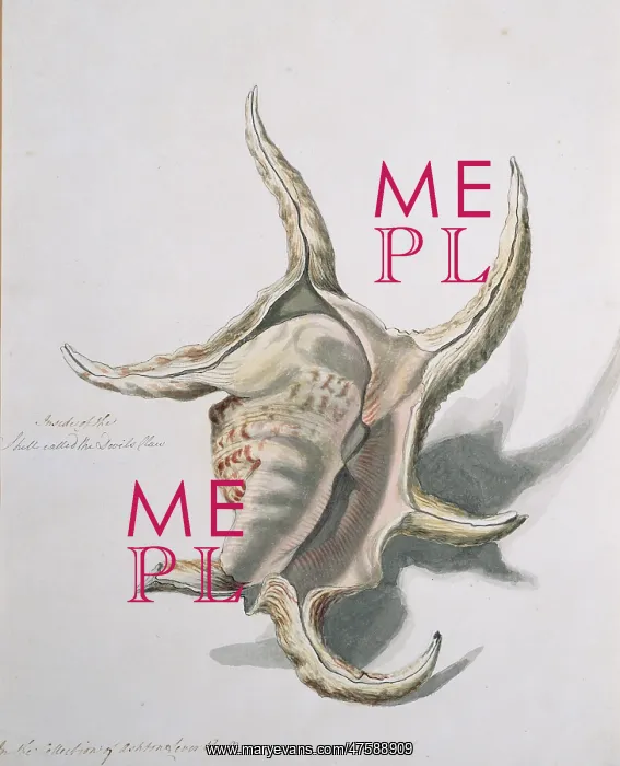 : Lambris chiragra, spider conch : Lambris chiragra, spider conch
